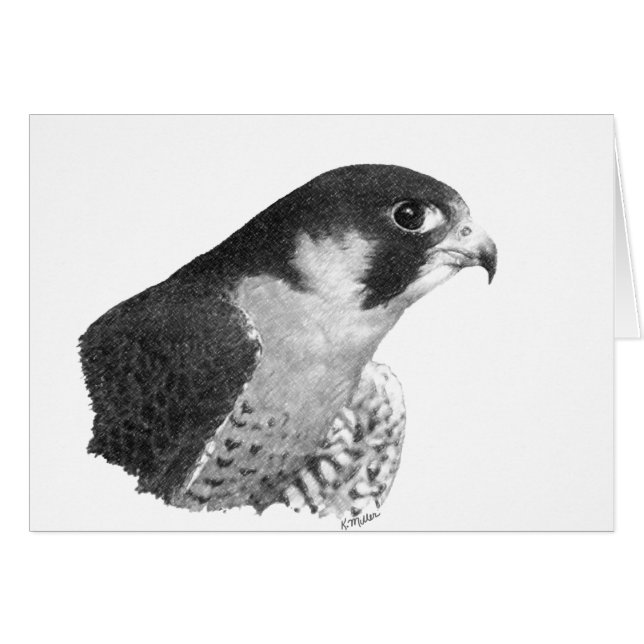 Peregrine Falcon-Pencil (Anverso (Horizontal))