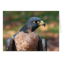 Peregrine Falcon Profile
