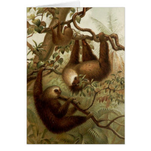 Perezas del vintage (1894) - en un árbol,