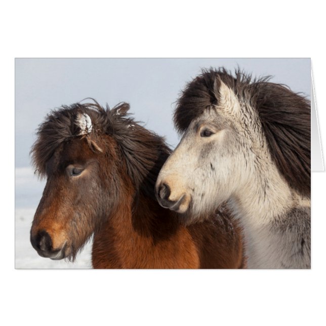 Perfil de caballo islandés, Islandia (Anverso (Horizontal))