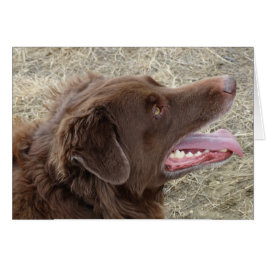 Perfil de Flatlandersam P4