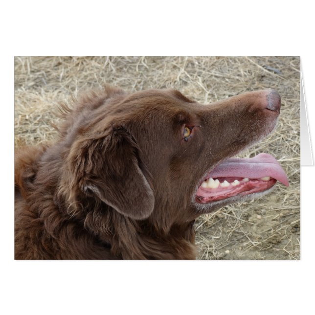 Perfil de Flatlandersam P4 (Anverso (Horizontal))