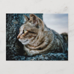 Perfil de gato atigrado en postal de piedra áspera