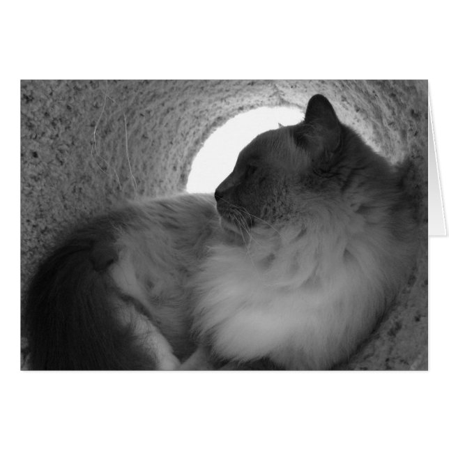 Perfil de gato de Ragdoll - Noir, tarjeta (Anverso (Horizontal))