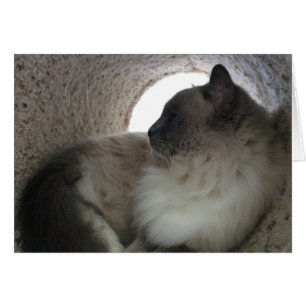 Perfil de gato de Ragdoll, tarjeta