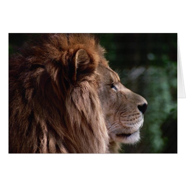 perfil de león (Anverso (Horizontal))