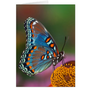 Perfil de mariposa en una flor