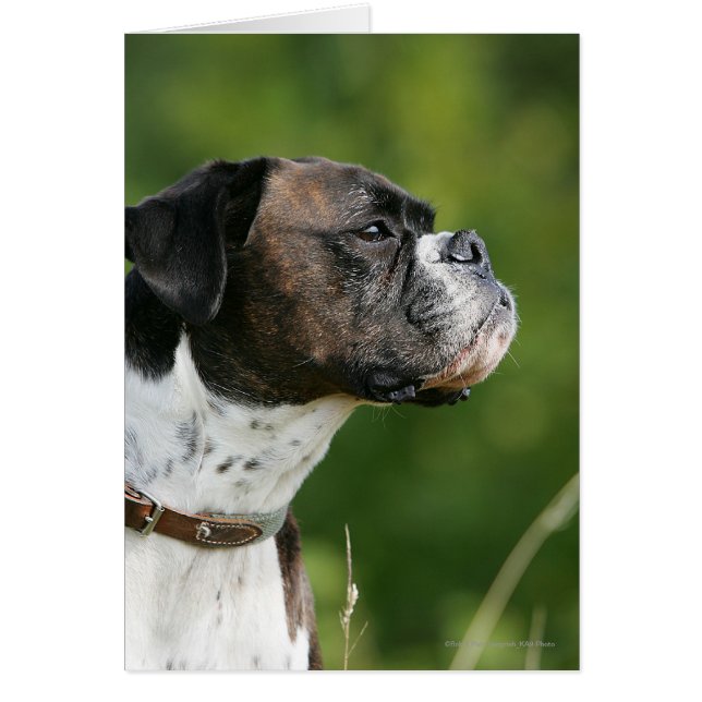 Perfil de perro de Boxer (Frente)