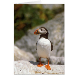 Perfil de Puffin Atlántico