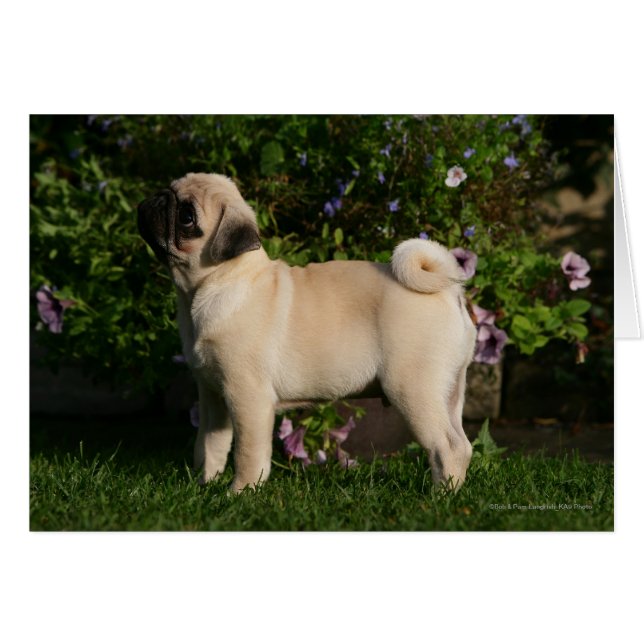 Perfil de Pug de Fawn (Anverso (Horizontal))