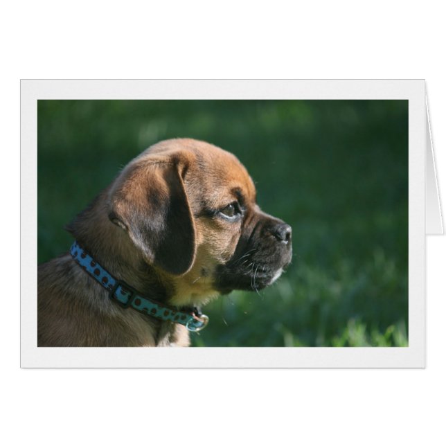 perfil de pugna (Anverso (Horizontal))