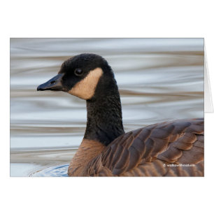 Perfil de un ganso chaquetón