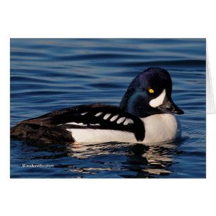 Perfil de un Goldeneye de Barrow