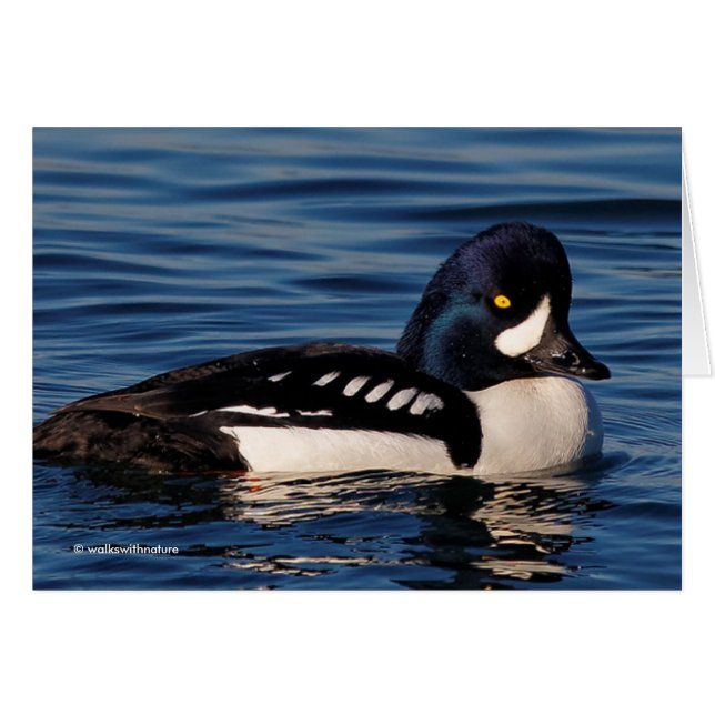 Perfil de un Goldeneye de Barrow (Anverso (Horizontal))
