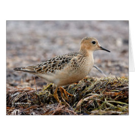 Perfil de un Sandpiper con el pecho descubierto en