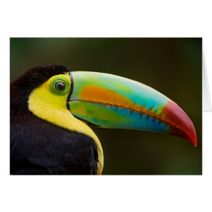 Perfil de un Toucan Quilla-cargado en cuenta