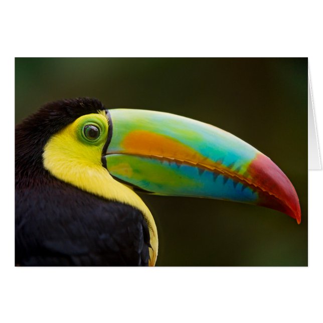 Perfil de un Toucan Quilla-cargado en cuenta (Anverso (Horizontal))