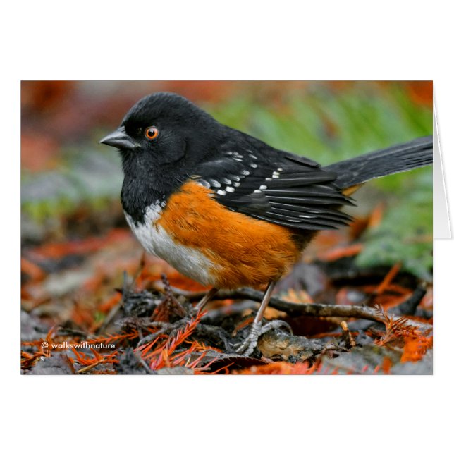 Perfil de un Towhee Manchado (Anverso (Horizontal))