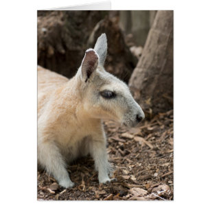 Perfil de Wallaby
