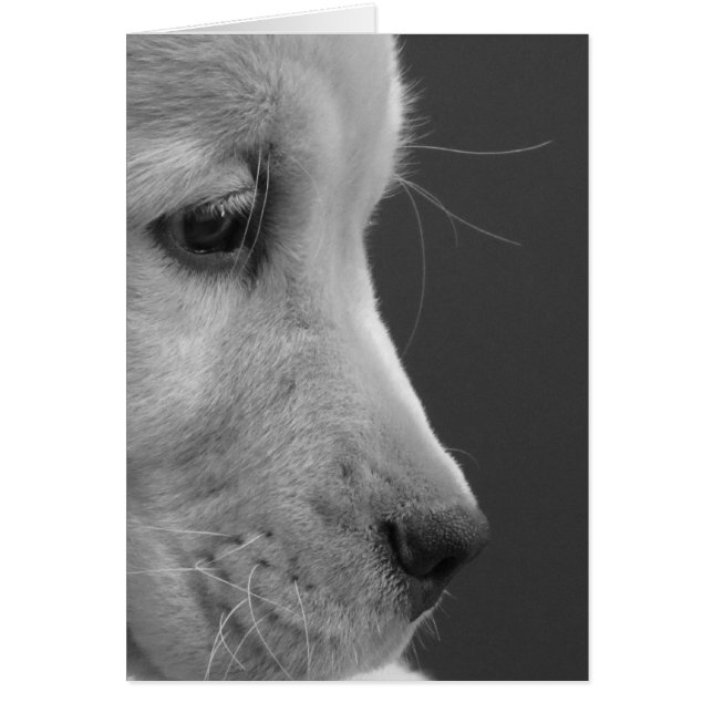 Perfil del perrito de BW (Frente)
