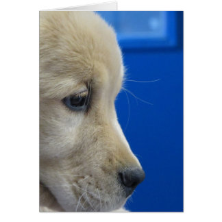 Perfil del perrito del color