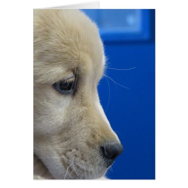 Perfil del perrito del color (Frente)