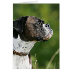 Perfil del perro del boxeador