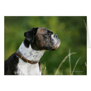 Perfil del perro del boxeador