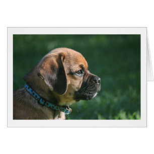perfil del puggle