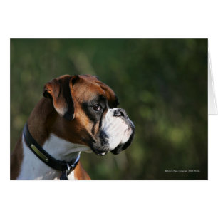 Perfil lateral del perro del Boxer