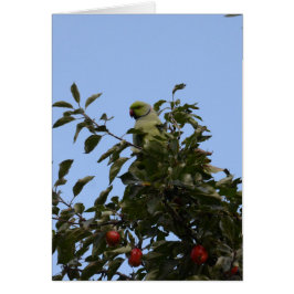 Periquito verde