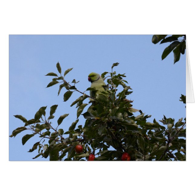 Periquito verde (Anverso (Horizontal))
