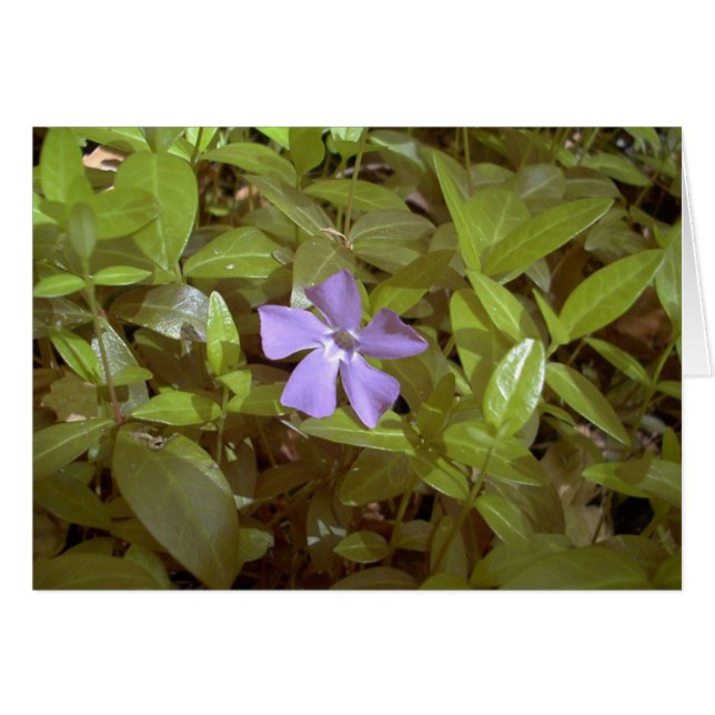 Periwinkle en Letchworth (Anverso (Horizontal))