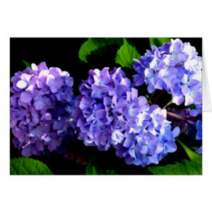 Periwinkle hidrangeas flores moradas flores azules