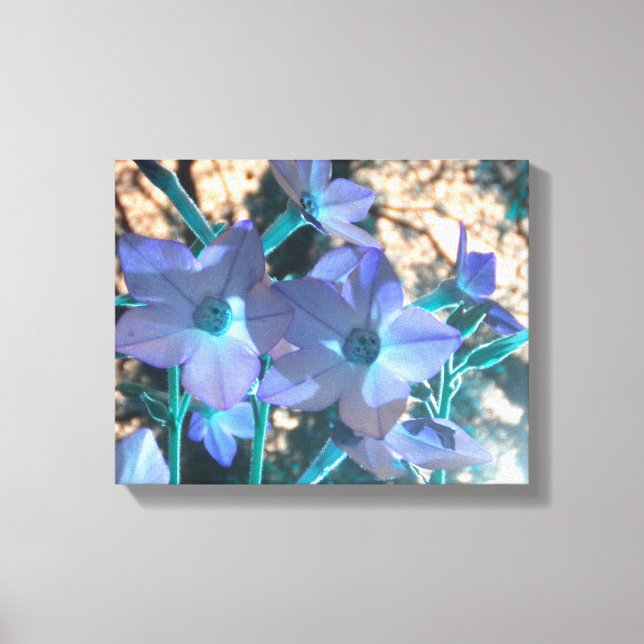 Periwinkle N Verde azulado Nicotiana Lienzo envuel (Anverso)