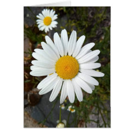 Perky White Daisy Flower Blank Card