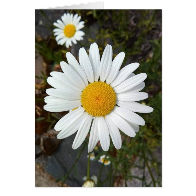 Perky White Daisy Flower Blank Card (Frente)