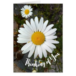 Perky White Daisy Flower Pensando en tu tarjeta