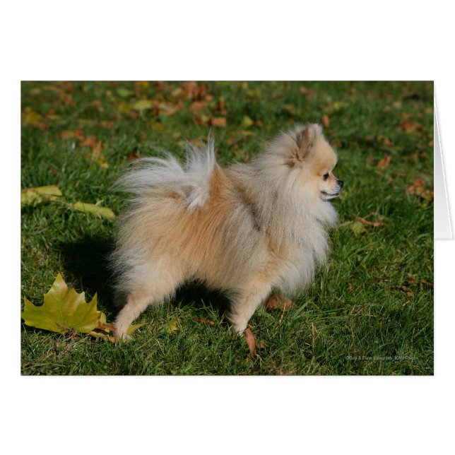 Permanente de Pomerania (Anverso (Horizontal))