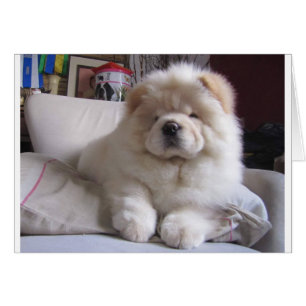 Perrito blanco del perro chino de perro chino del