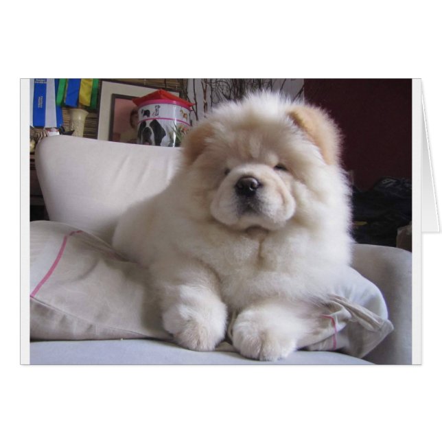 Perrito blanco del perro chino de perro chino del (Anverso (Horizontal))