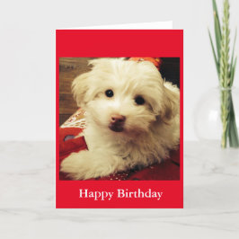 Perrito blanco en tarjeta combinada roja del feliz