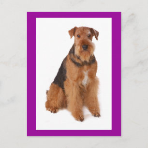 Perrito Cachorro Airedale Terrier Postal Púrpura