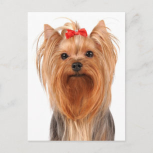 Perrito Cachorro Yorkshire Terrier Tarjeta Postal