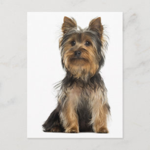 Perrito Cachorro Yorkshire Terrier Tarjeta Postal