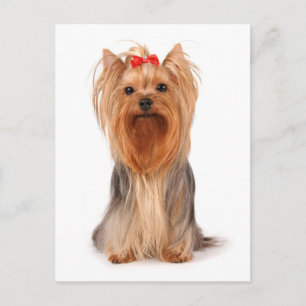 Perrito Cachorro Yorkshire Terrier Tarjeta Postal