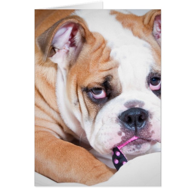 Perrito de bulldog inglés (Frente)