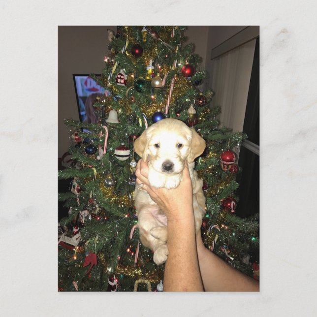 Perrito de GoldenDoodle con el árbol de navidad (Anverso)