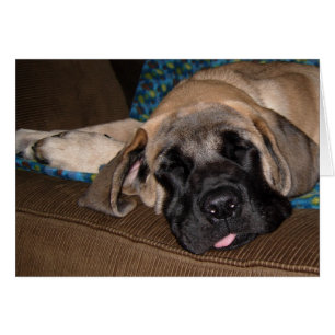 Perrito de gran tamaño adorable