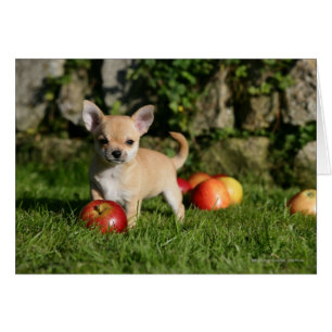 Perrito de la chihuahua con las manzanas